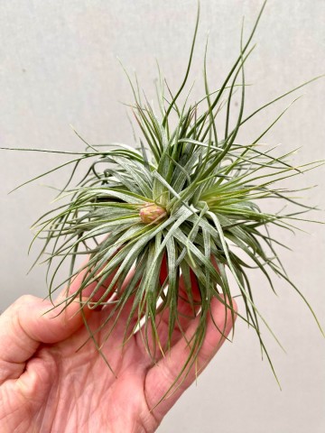 Tillandsia cotton candy cluster 2