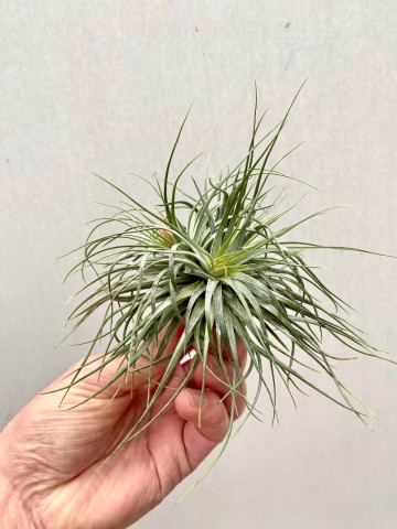 Tillandsia cotton candy cluster 3