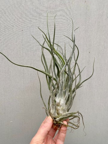 Tillandsia ehlersiana xl 1
