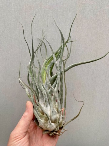 Tillandsia ehlersiana xl 2