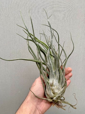 Tillandsia ehlersiana xl 3