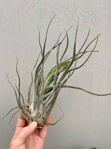 Tillandsia ehlersiana xl 4