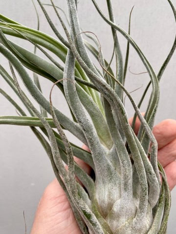 Tillandsia ehlersiana xl 5