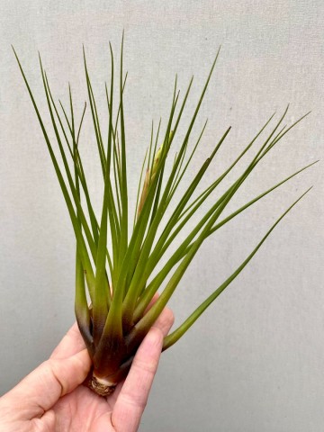 Tillandsia faciculata large 1