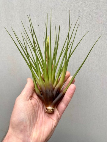 Tillandsia faciculata large 2