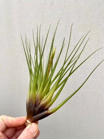 Tillandsia faciculata large 4