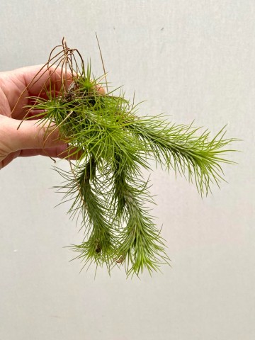 Tillandsia funckiana green xl cluster 4