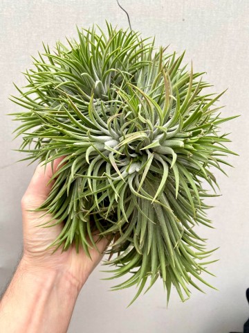 Tillandsia ionantha green xxl showplant 1