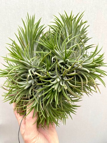Tillandsia ionantha green xxl showplant 4