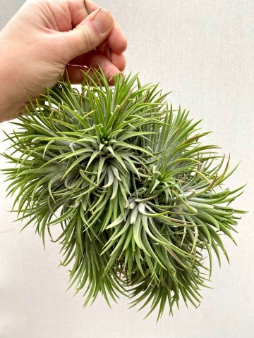 Tillandsia ionantha green xxl showplant 5