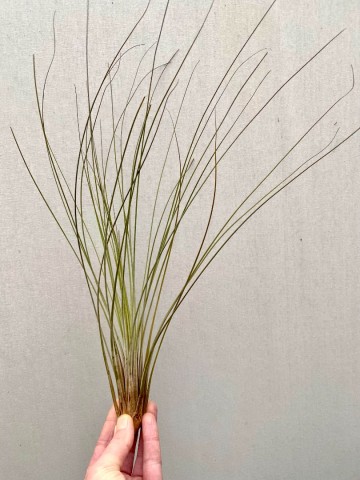Tillandsia juncea 1