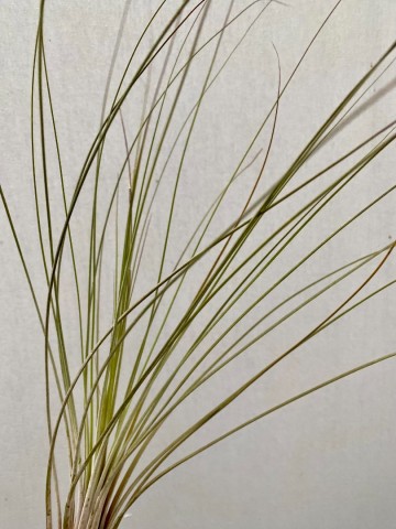 Tillandsia juncea 2