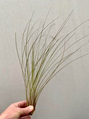 Tillandsia juncea 3