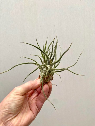 Tillandsia pruinosa 2 0