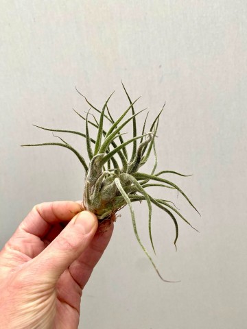 Tillandsia pruinosa 3 0