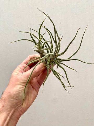 Tillandsia pruinosa 4 0