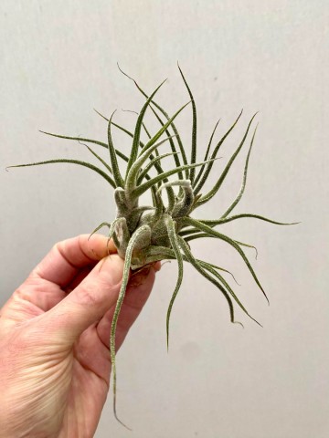 Tillandsia pruinosa 5
