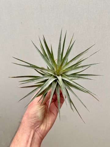 Tillandsia purple frost 1 0