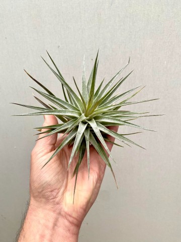 Tillandsia purple frost 2 0
