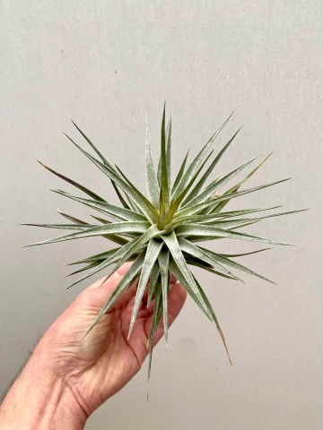 Tillandsia purple frost 3 0