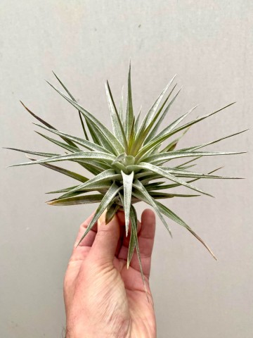 Tillandsia purple frost 4 0