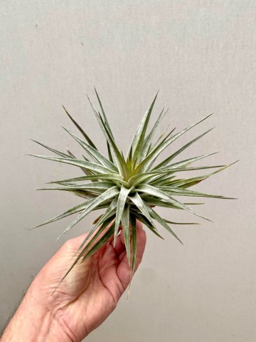 Tillandsia purple frost 5 0