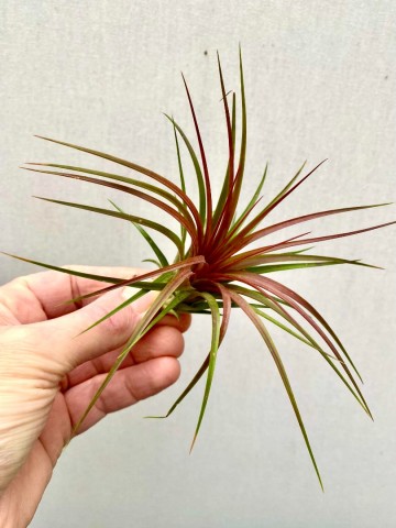 Tillandsia rainforest red 4