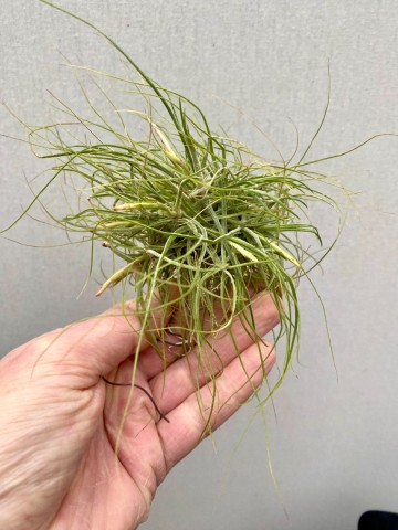 Tillandsia schiedeana 2