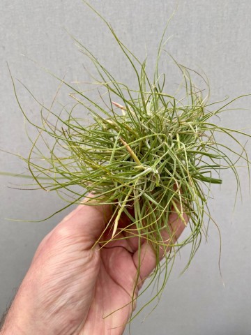 Tillandsia schiedeana 3