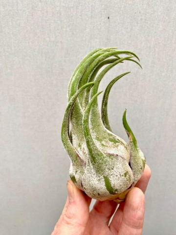 Tillandsia seleriana small 1
