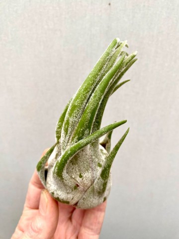 Tillandsia seleriana small 5