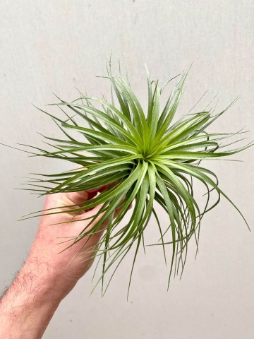 Tillandsia stricta large 1