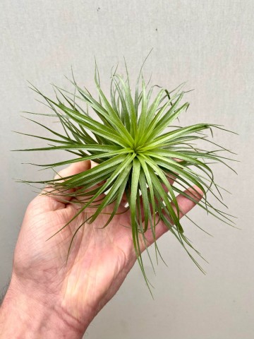 Tillandsia stricta large 2