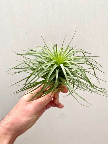 Tillandsia stricta large 3