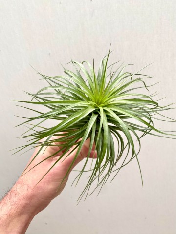 Tillandsia stricta large 5