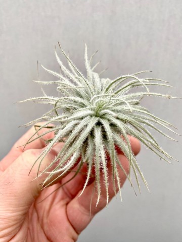 Tillandsia tectorum 2