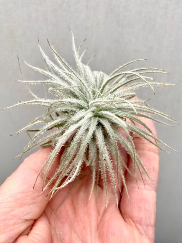 Tillandsia tectorum 3