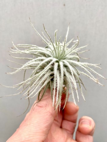 Tillandsia tectorum 4