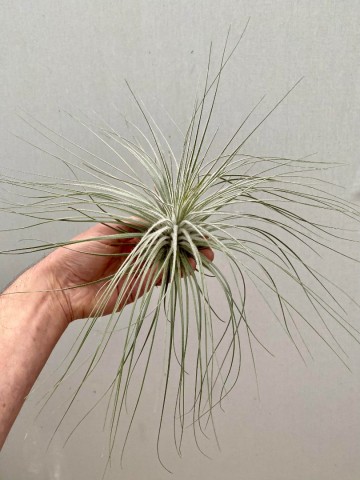 Tillandsia tectorum xxl  1