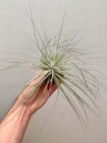 Tillandsia tectorum xxl  2