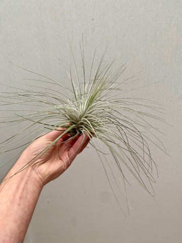 Tillandsia tectorum xxl  3