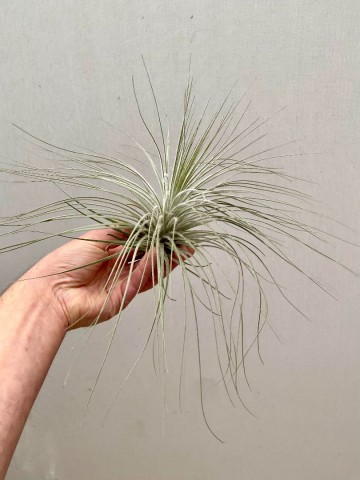 Tillandsia tectorum xxl  4