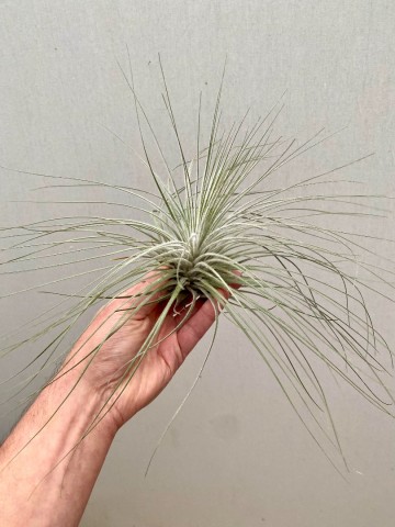 Tillandsia tectorum xxl  5