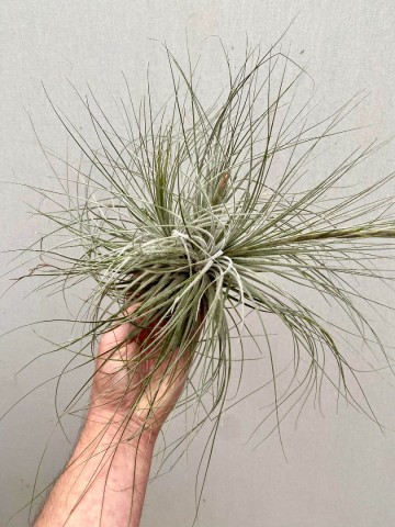 Tillandsia tectorum xxl showplant 1