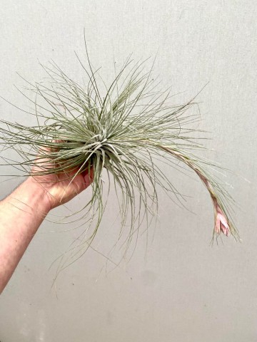 Tillandsia tectorum xxl showplant 3
