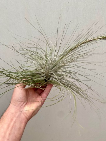 Tillandsia tectorum xxl showplant 4