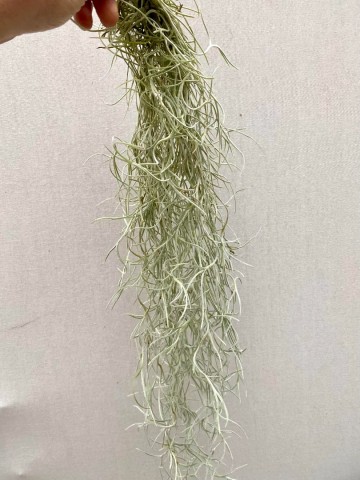 Tillandsia tillandsia usneoides grof 3