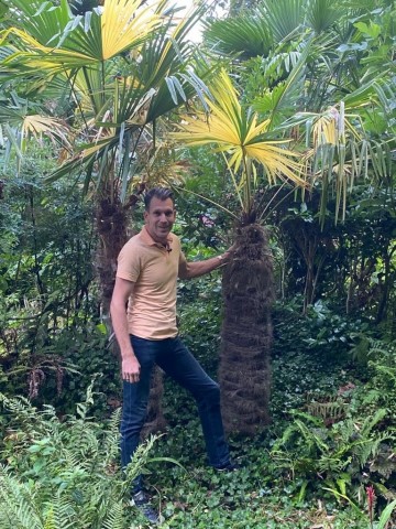 Trachycarpus fortunei variegata 3 0