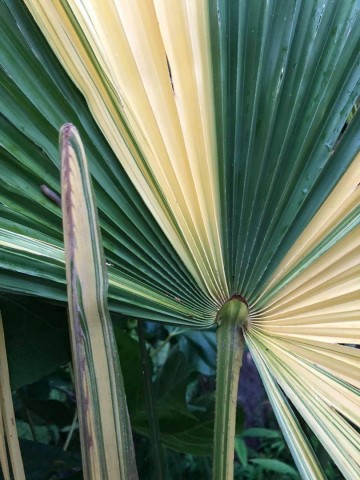 Trachycarpus fortunei variegata 4 1